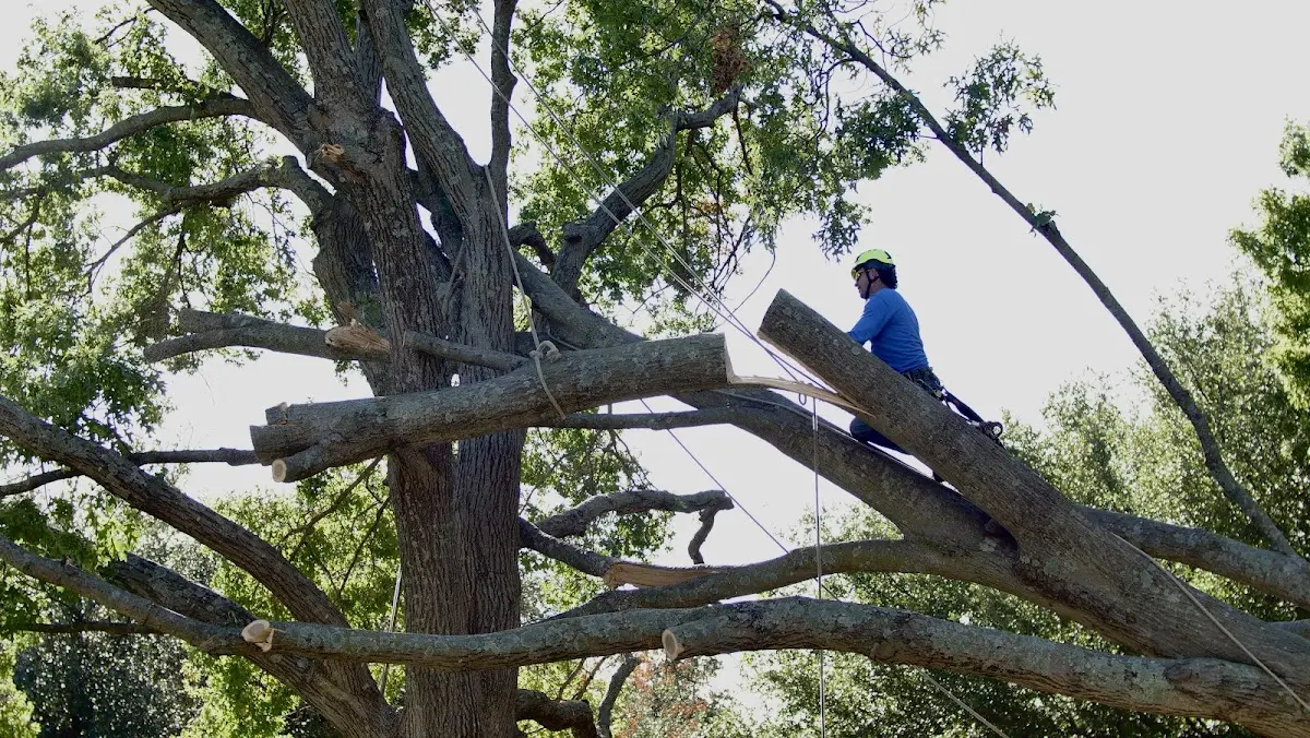 Professional Hazardous Tree Removal performed by certified arborists in Shiloh