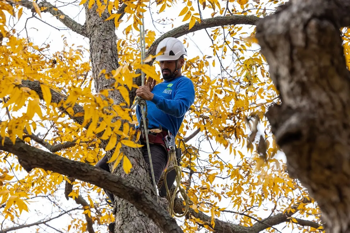 Skilled Tree Planing crew working in Shiloh