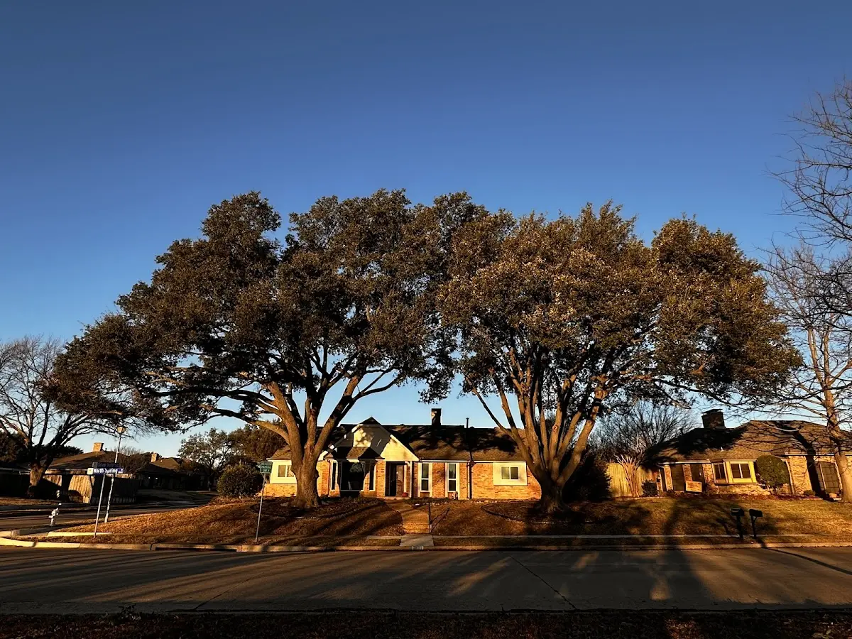 Established residential canopy tree shading a home in Shiloh